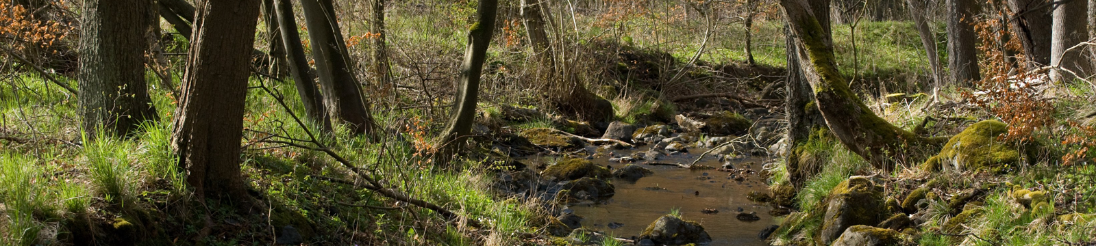 Stream in the woods